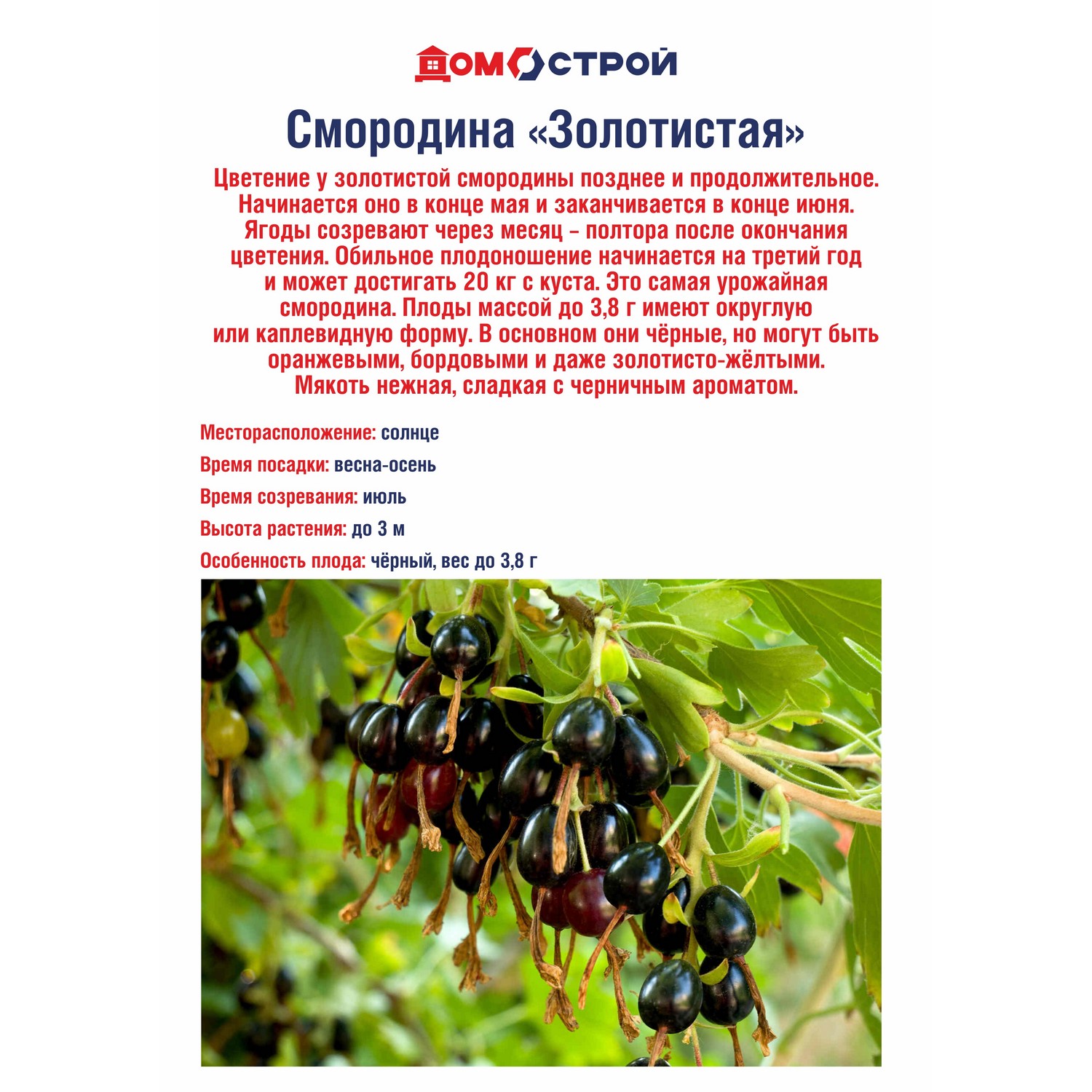 Смородина Золотистая