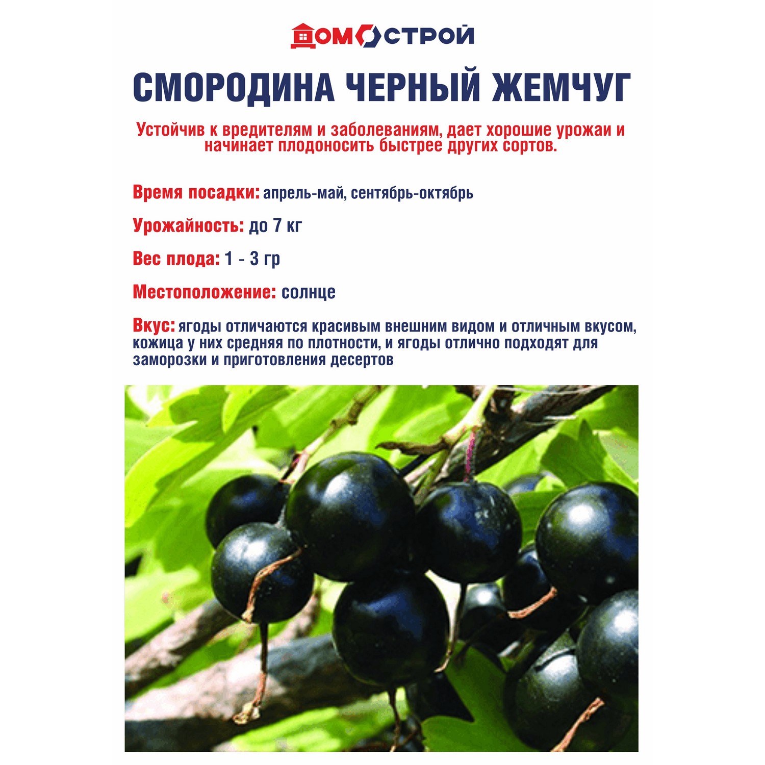 Смородина черная Черный жемчуг  Высота саженца   40-70см  на кусте 2-3 ветки