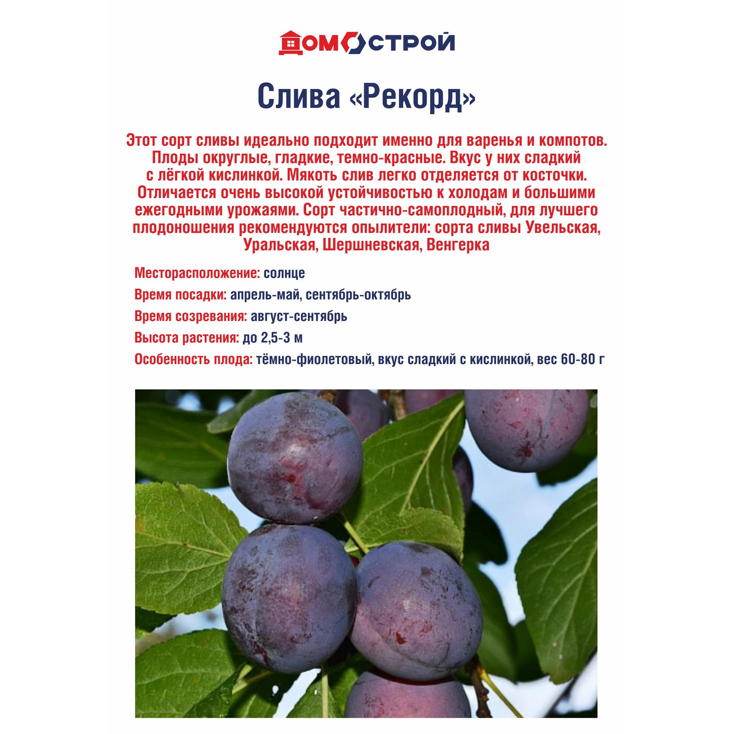 Слива Рекорд