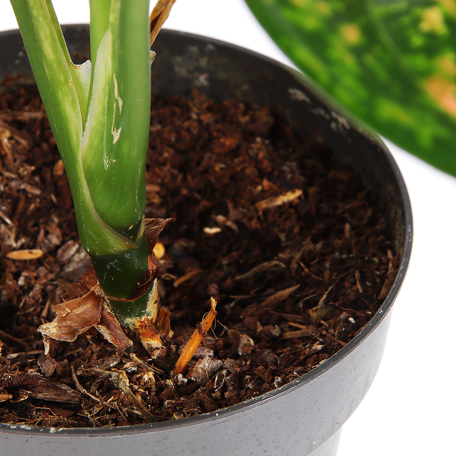 Аглаонема Микс D11 H20*1/10