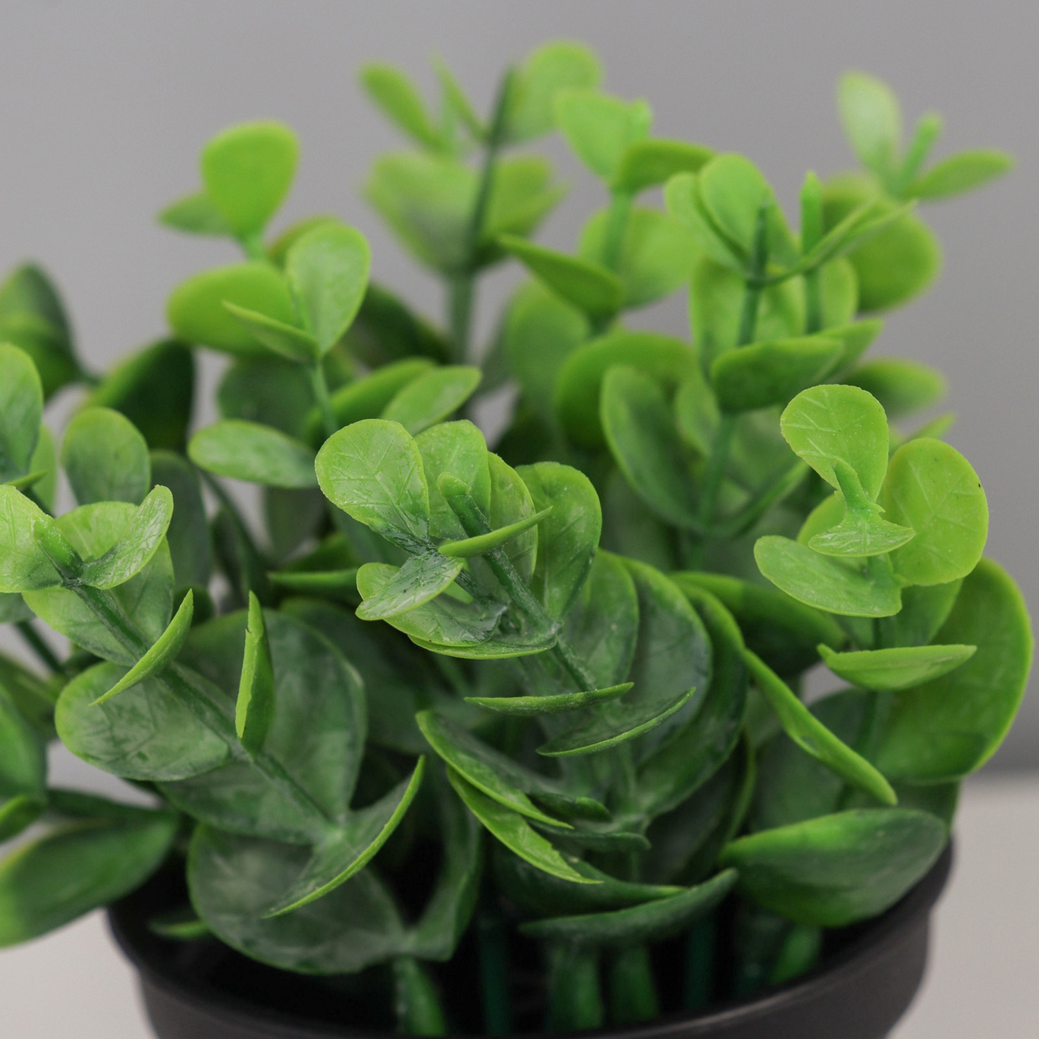 Бонсай в горшке "Ива бойда мини" 11х7 см, зелёный   10697873