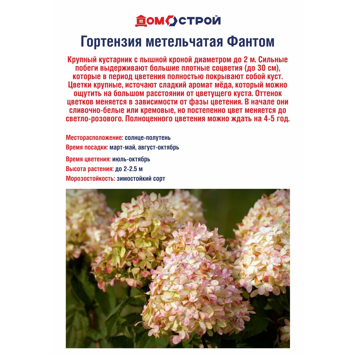 Гортензия метельчатая Фантом