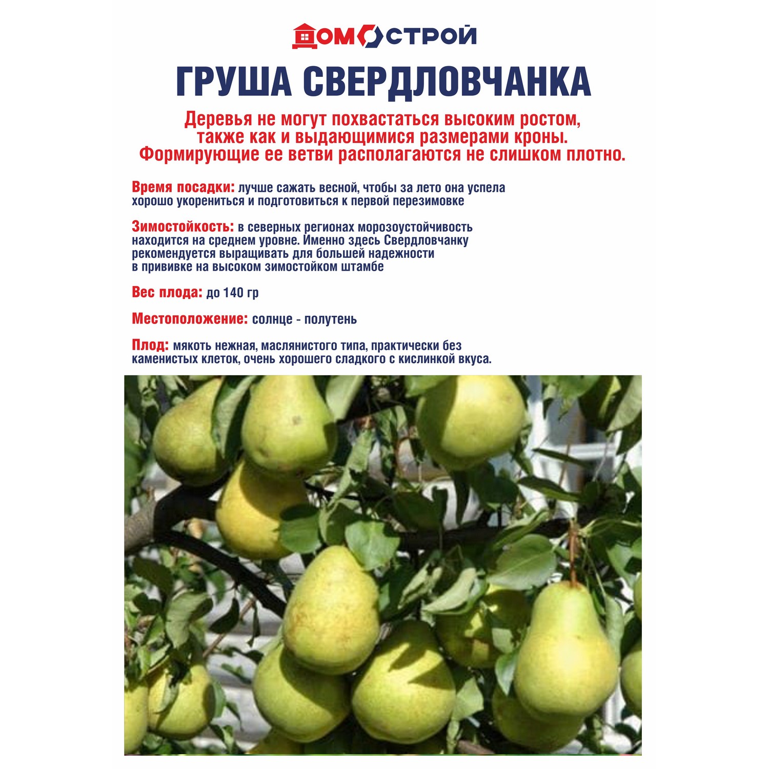 Груша Свердловчанка Саженец 2 года Высота саженца  90-120см