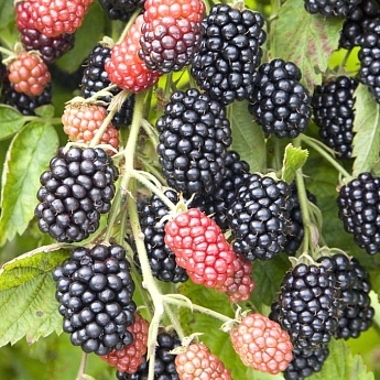 Ежевика Блэк сатин