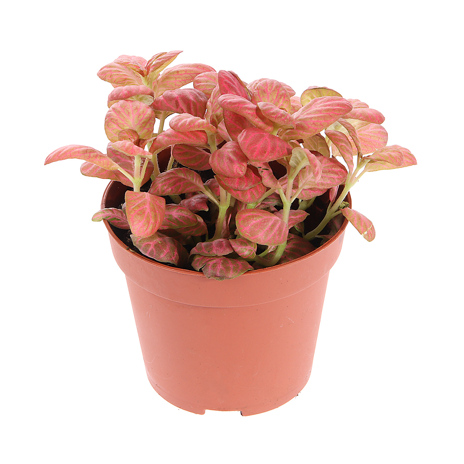 Фиттония Карусель Микс D8 H10*1/12