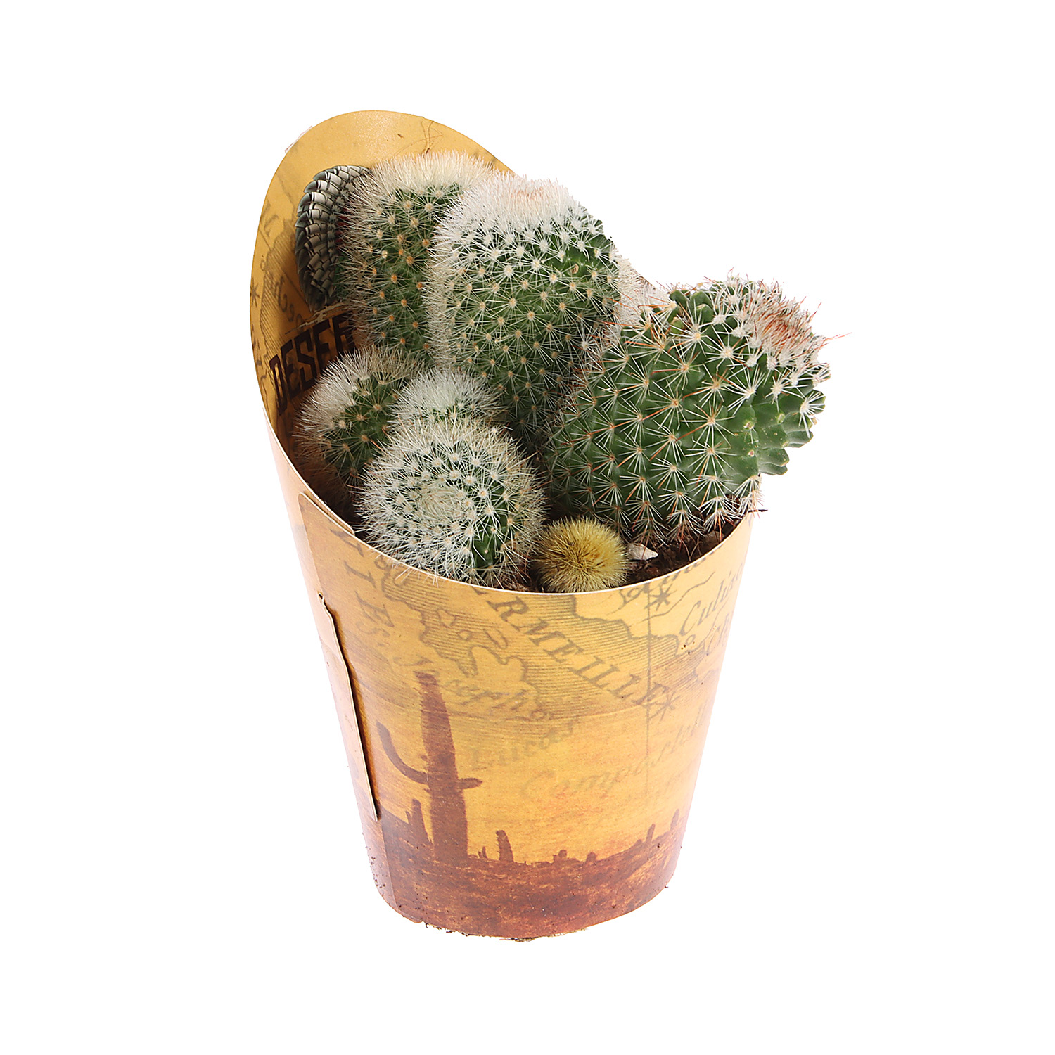 Кактус микс D9 H10* 1/18