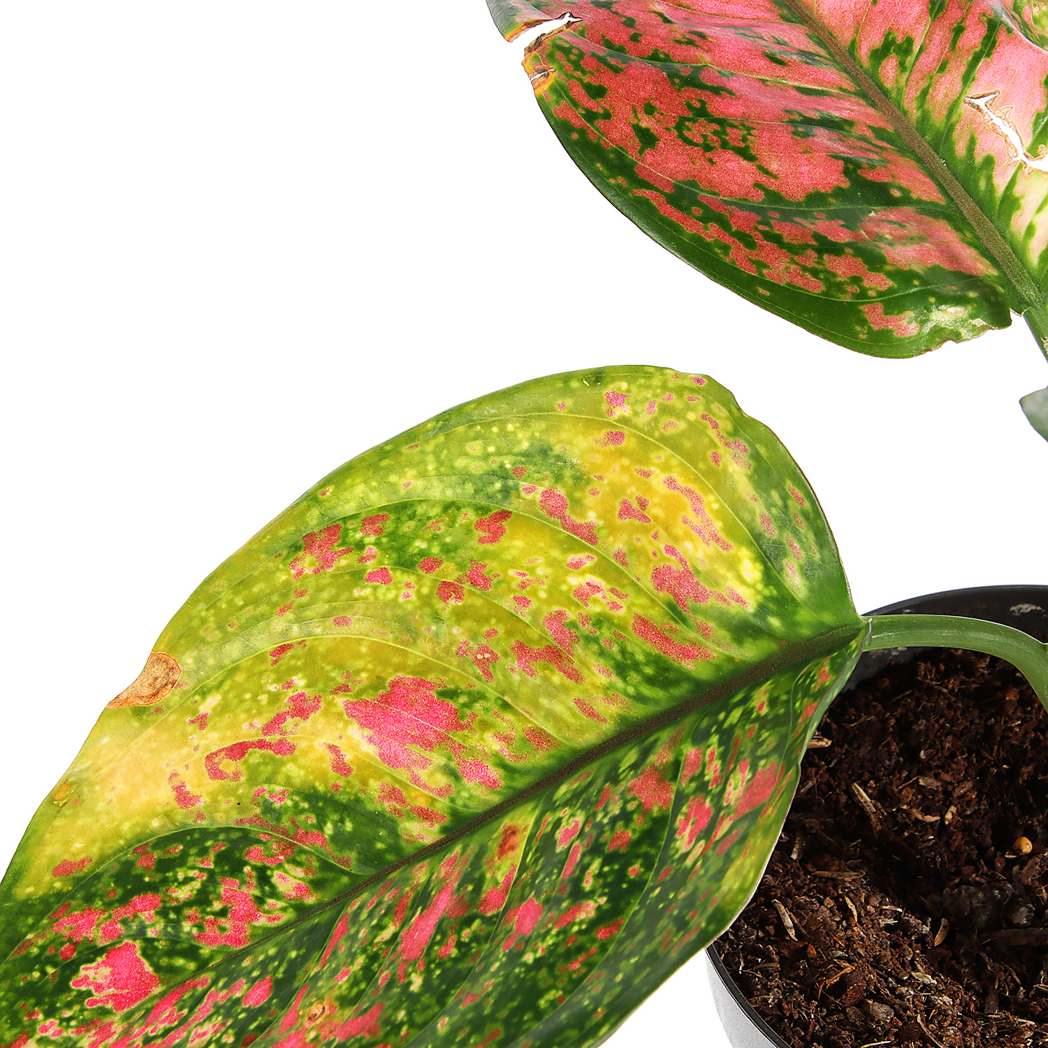 Аглаонема Микс D11 H20*1/10