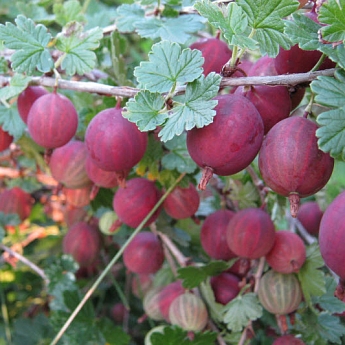 Крыжовник без шипов Колобок