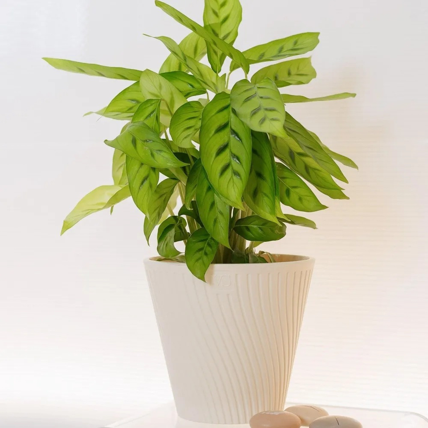 Кашпо пластм. "Луи" 1,2л d верха 140мм h129мм со вставкой Крем AML-1,2-02 ("VipSet") *1/30