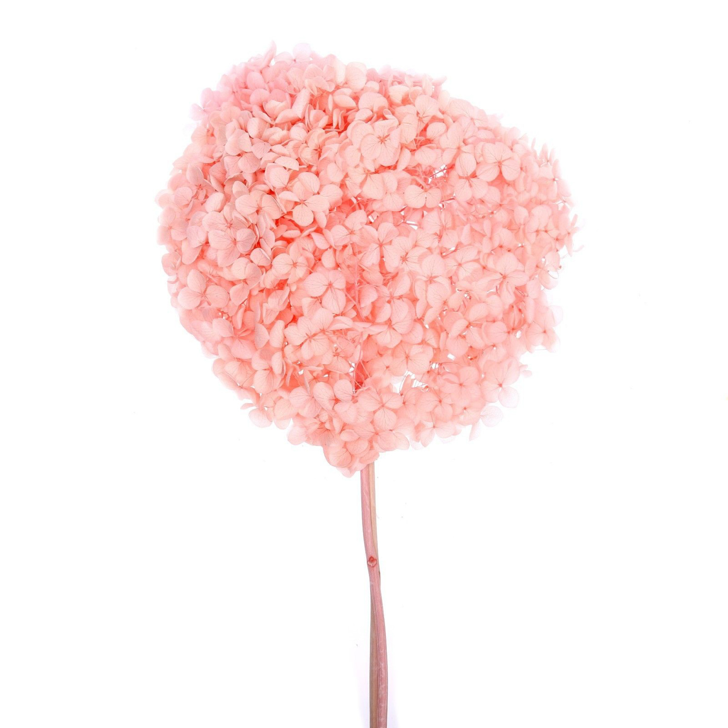 Сухоцвет Гортензия крупнолистовая, розовая, 1 веточка 50 - 70 см в упаковке   7749540