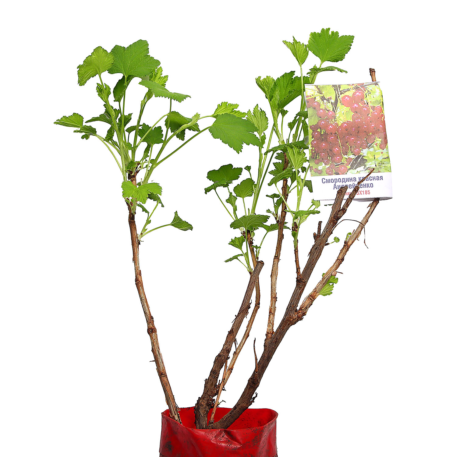 Смородина красная Андрейченко  Высота саженца   40-70см  на кусте 2-3 ветки