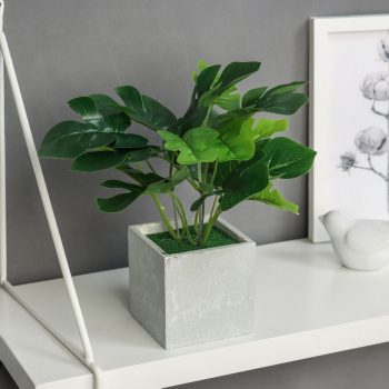 Бонсай в горшке "Монстера галант леди" 19х8 см, зелёный   10697914