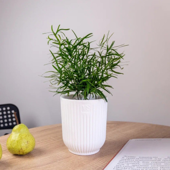 Кашпо пластм. "Эйва" 1,6л d верха 135мм h155мм со вставкой Белый АМО-1,6-01 ("VipSet") *1/10