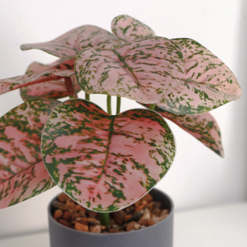 Бонсай в горшке "Аглаонема колор" 7,5х15 см  10084573