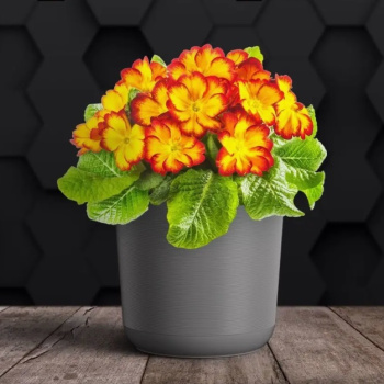 Кашпо пластм. "Лион"  3л d верха 170мм h160мм со вставкой Серый муссон ЛИ17-20 *1/10